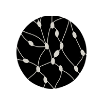 ganglions lymphatiques