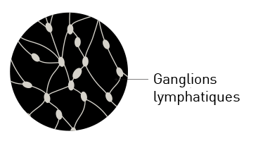 ganglions lymphatiques
