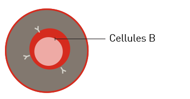 Symptômes du lymphome à cellules du manteau Lilly France